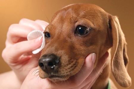 pulizia-occhi-cane.jpg